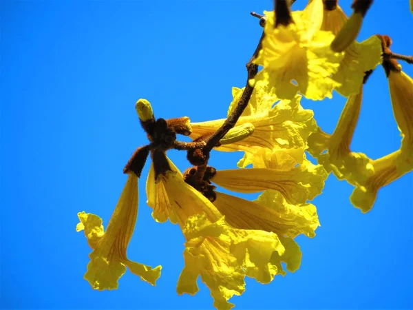 シルバー トランペット ツリーの花 — ストック写真