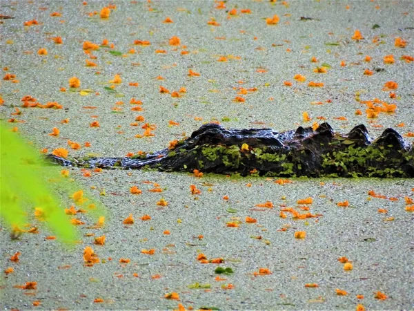 Jacaré Americano Alligator Mississippiensis — Fotografia de Stock