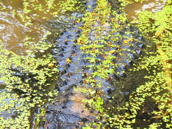 Jacaré Americano Alligator Mississippiensis — Fotografia de Stock