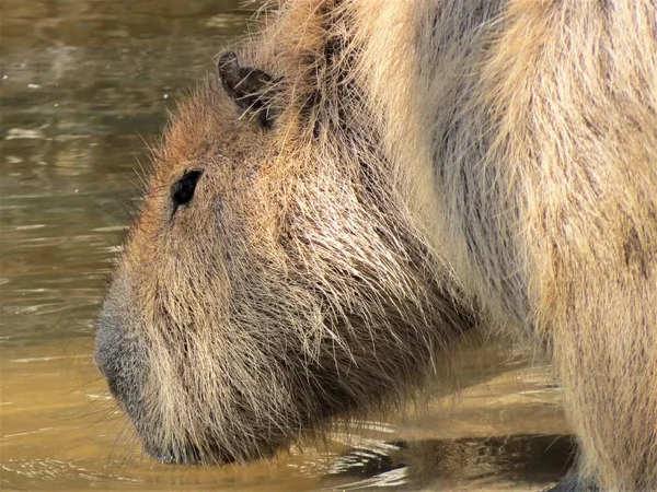 Capybara Гризун Капібара Hydrochaeris — стокове фото