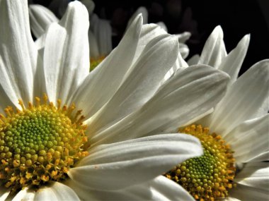 Güzel beyaz papatya siyah arka plan üzerine.