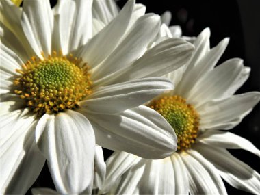 Güzel beyaz papatya siyah arka plan üzerine.