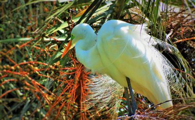 Büyük beyaz ak balıkçıl (Ardea alba).