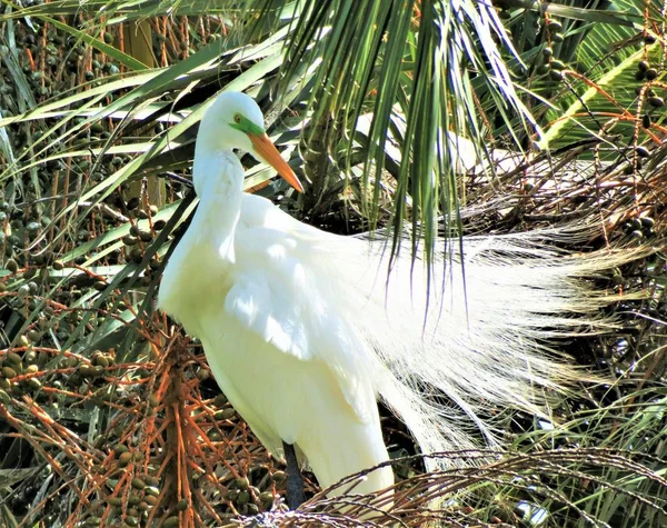 Nagy Kócsag Ardea Alba — Stock Fotó