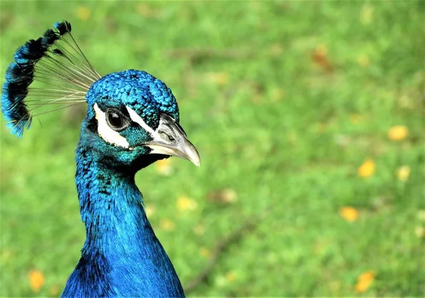 Tavus Kuşu Tavus Portresi — Stok fotoğraf