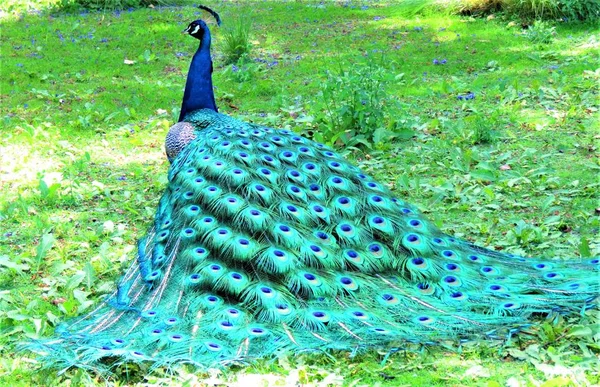 Beautiful Peacock Bird Peafowl — Stock Photo, Image