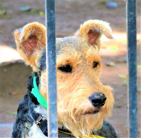 Dog behind the fence.