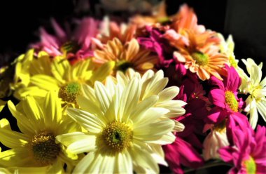 Güzel kasımpatı çiçekleri. 