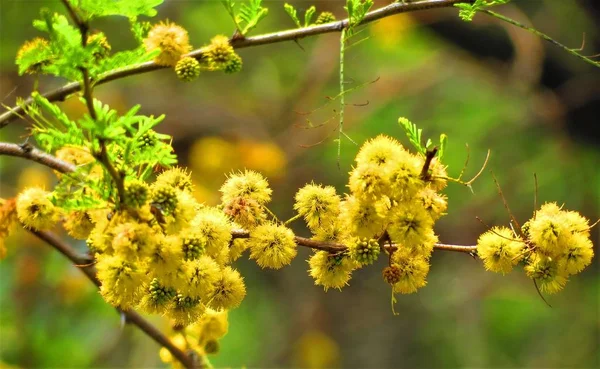 Gałąź Akacji Interakcje Interakcje Vachellia Lub Aromo Criollo Obrazy Stockowe bez tantiem