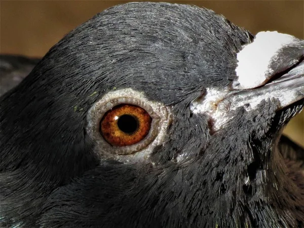 好奇心鳩の肖像画 — ストック写真