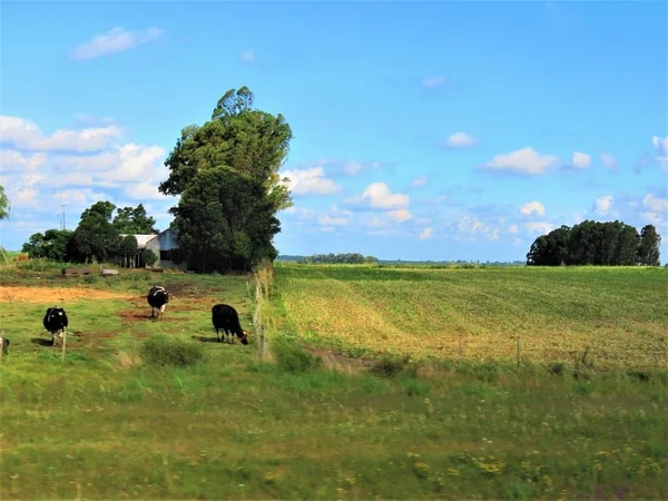 Paisagem Campo Com Árvores Gado Pastagem — Fotografia de Stock