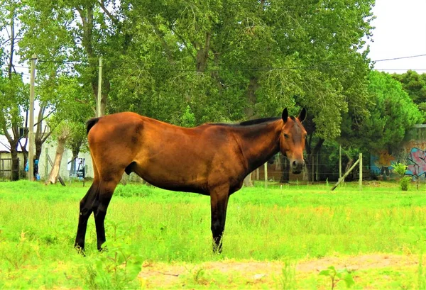 Häst Ängen — Stockfoto