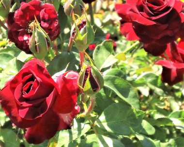 Bahçede güzel kırmızı güller.