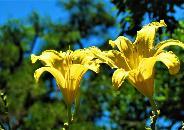 Día Amarillohemerocallis Lilioasphodelus Lirio Limón — Foto de Stock