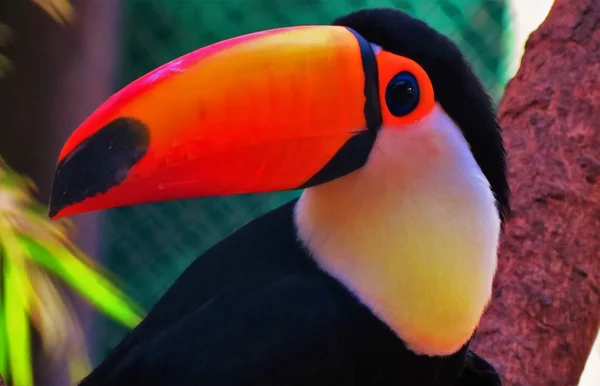 Toco Toucan Ramphastos Toco Stok Resim