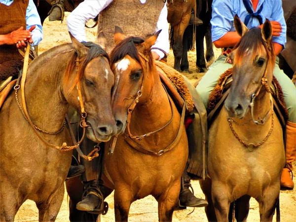 Cavalli Parlano Tre Cavalli Che Interagiscono — Foto Stock