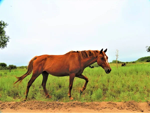Cavallo Sul Prato — Foto Stock