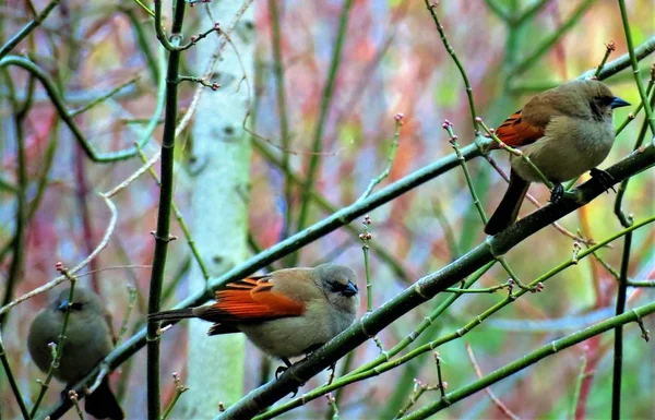 Die Grauen Lorbeervögel Agelaioides Badius Die Auch Als Lorbeervögel Bekannt — Stockfoto