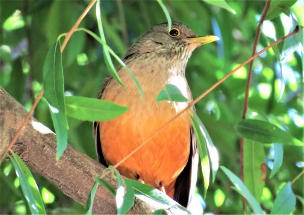 Aroma Abdominală Turdus Rufiventris Pasăre Americană — Fotografie, imagine de stoc