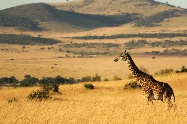 Girafa Início Manhã Unidade Masai Mara Quênia África — Fotografia de Stock