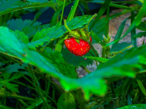 Strawberries Garden — Stock Photo, Image