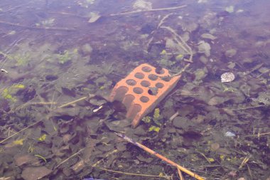 gölette düşen yapraklar. yapraklar ve sonbaharda ve ilkbaharda suda sopa