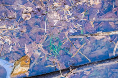 gölette düşen yapraklar. yapraklar ve sonbaharda ve ilkbaharda suda sopa