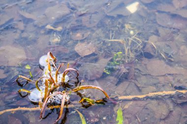 gölette düşen yapraklar. yapraklar ve sonbaharda ve ilkbaharda suda sopa