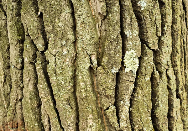 Bellissimi Alberi Nella Foresta Nel Parco Corteccia Alberi — Foto Stock