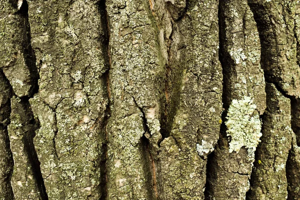 Bellissimi Alberi Nella Foresta Nel Parco Corteccia Alberi — Foto Stock