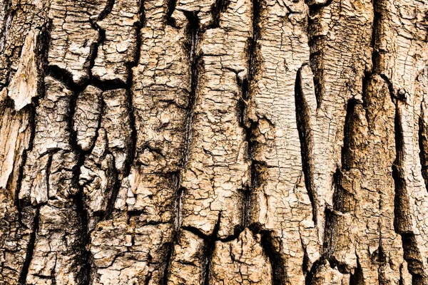 Bellissimi Alberi Nella Foresta Nel Parco Corteccia Alberi — Foto Stock