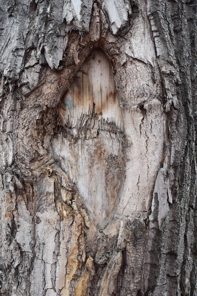 Beaux Arbres Dans Forêt Dans Parc Écorce Arbres — Photo