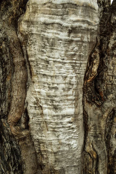 Bellissimi Alberi Nella Foresta Nel Parco Corteccia Alberi — Foto Stock