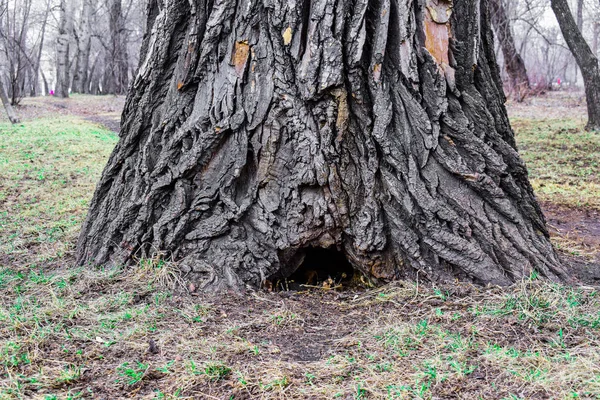 Bellissimi Alberi Nella Foresta Nel Parco Corteccia Alberi — Foto Stock