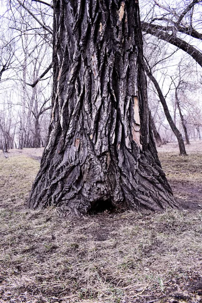 Bellissimi Alberi Nella Foresta Nel Parco Corteccia Alberi — Foto Stock