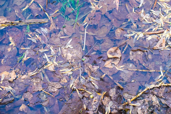 fallen leaves in the pond.  leaves and sticks in water in autumn and spring
