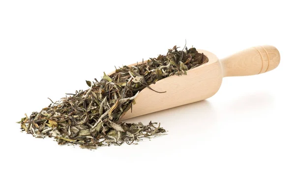 Hojas de té blanco secas y crudas en cucharada de madera sobre fondo blanco — Foto de Stock