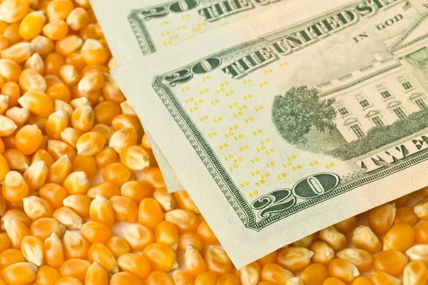 Банкноти доларів на фоні кукурудзяних або кукурудзяних ядер — стокове фото