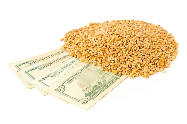 Un mucchio di chicchi di grano su banconote in dollari su sfondo bianco — Foto Stock