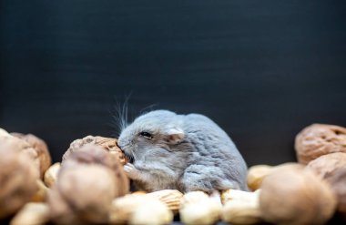 Fındık ve fıstık ortasında küçük ve şirin hamster