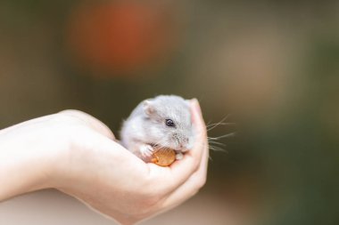 Ellerinde küçük ve şirin hamster