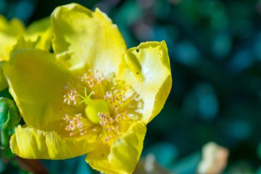Şehrin parkta sarı çiçek