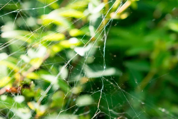 Toile Araignée Dans Les Plantes Dans Parc Ville — Photo