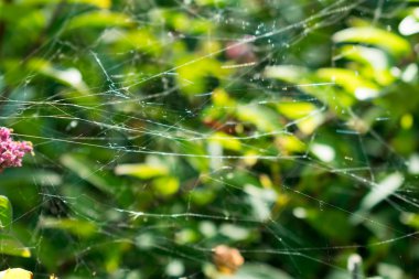 Şehrin bir parkta tesislerinde spiderweb