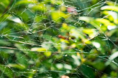 Şehrin bir parkta tesislerinde spiderweb