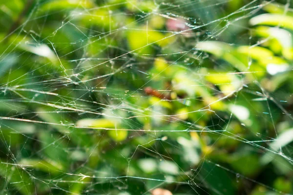 Toile Araignée Dans Les Plantes Dans Parc Ville — Photo