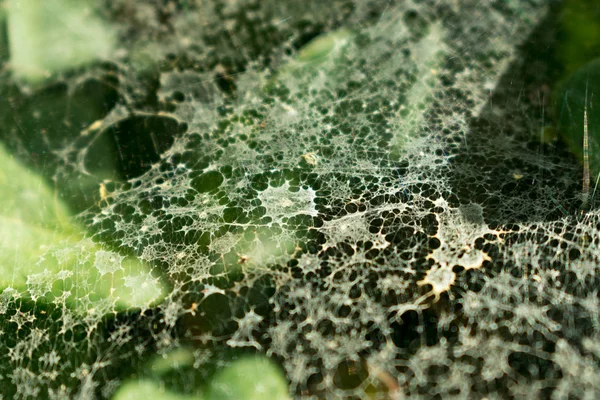 城市公园的植物蜘蛛网 — 图库照片