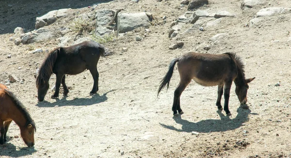 bir dağ çayır otlayan atlar
