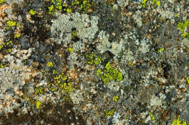 taş dokulu yüzeyi renkli liken ve