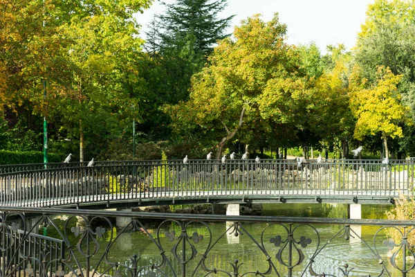 Colombe Perchée Sur Rampe Pont Dans Parc Avec Eau — Photo